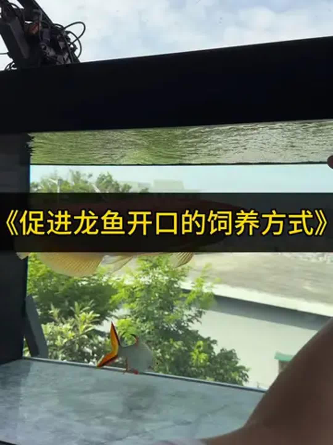 有哪些品牌的龍魚專用益生菌推薦？，龍魚專用益生菌