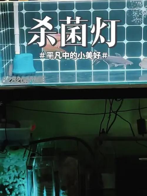 哪些品牌的殺菌燈適合龍魚使用，哪些品牌的殺菌燈適合龍魚使用,龍魚殺菌燈適合龍魚使用