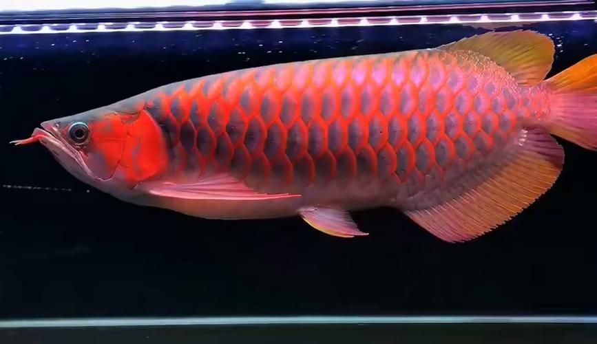 龍王魚十大排名，關于龍王魚十大排名