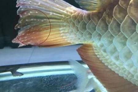 龍魚細菌感染癥狀圖片，如何預防龍魚細菌感染