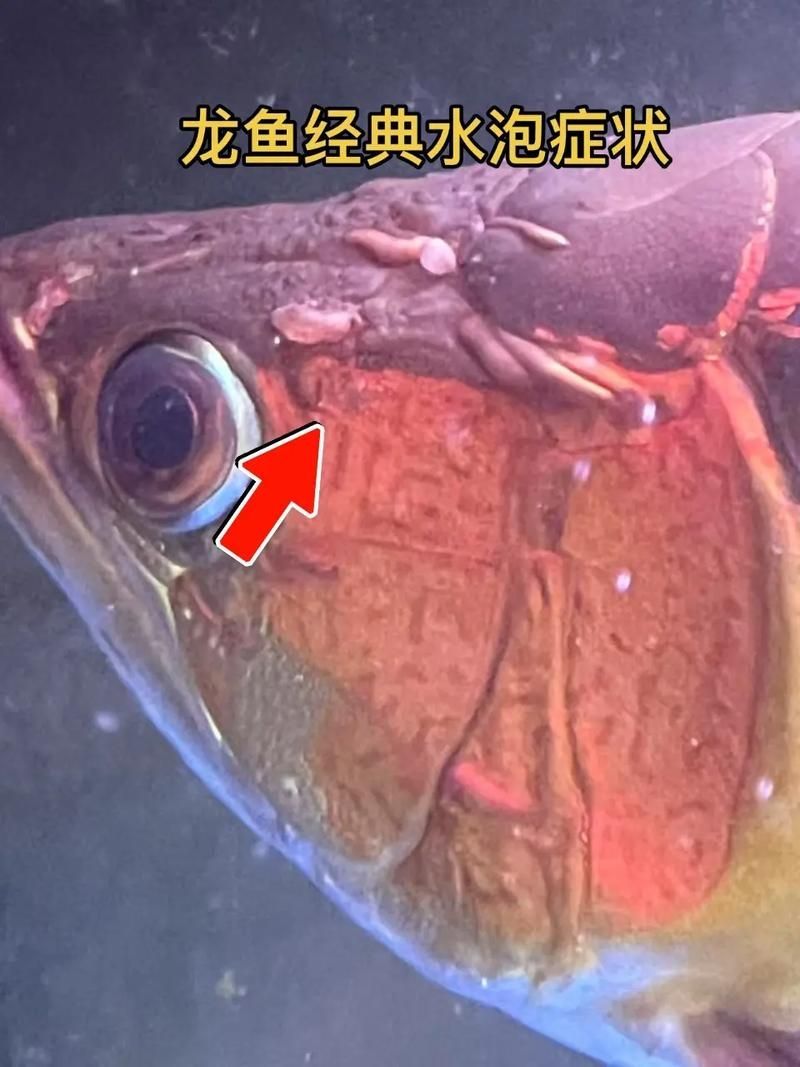 龍魚細菌感染癥狀圖片，如何預防龍魚細菌感染