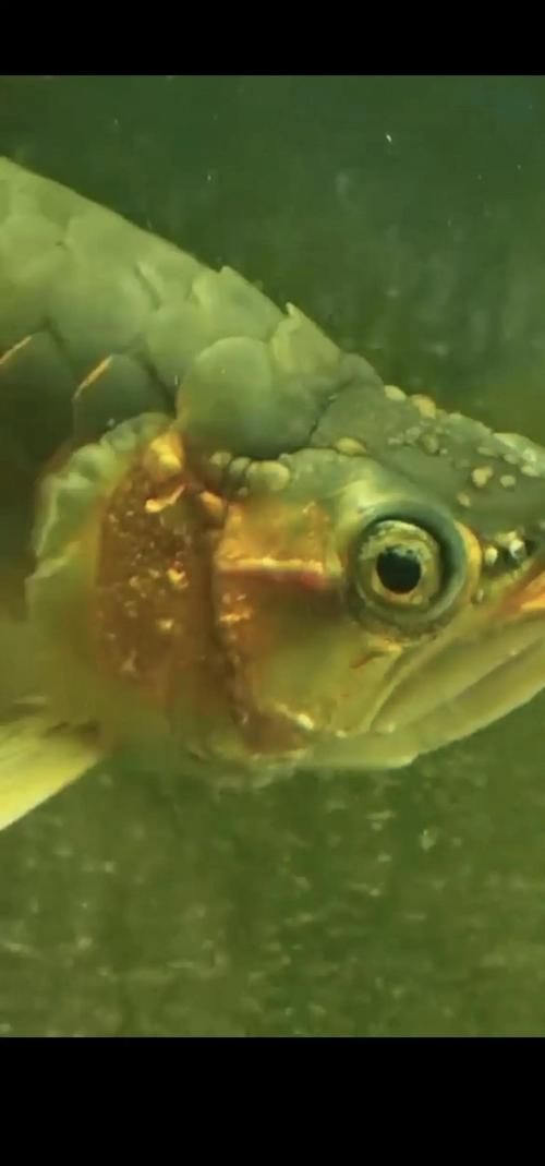 龍魚細菌感染癥狀圖片，如何預防龍魚細菌感染