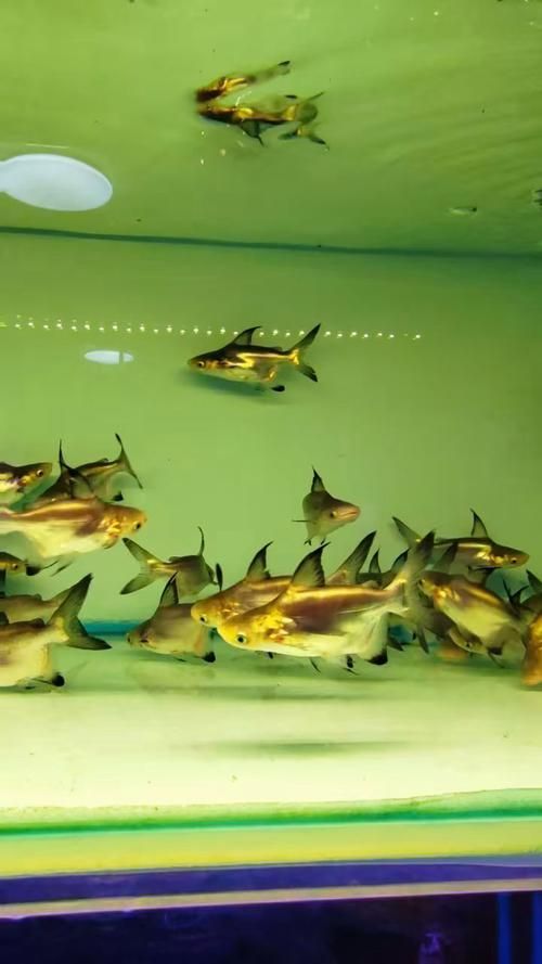 白子球鯊魚的價格是多少？，白子球鯊魚價格是多少白子球鯊魚的價格是多少