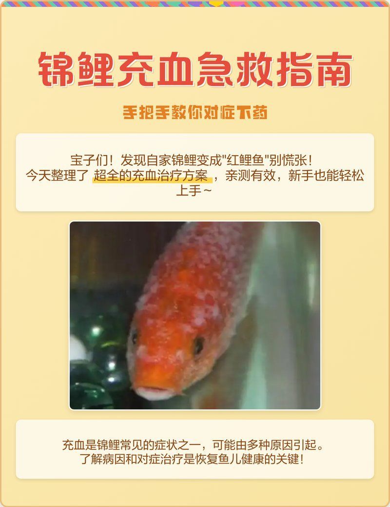 錦鯉魚鱗發紅充血有哪些治療方法，錦鯉魚鱗發紅充血怎么辦