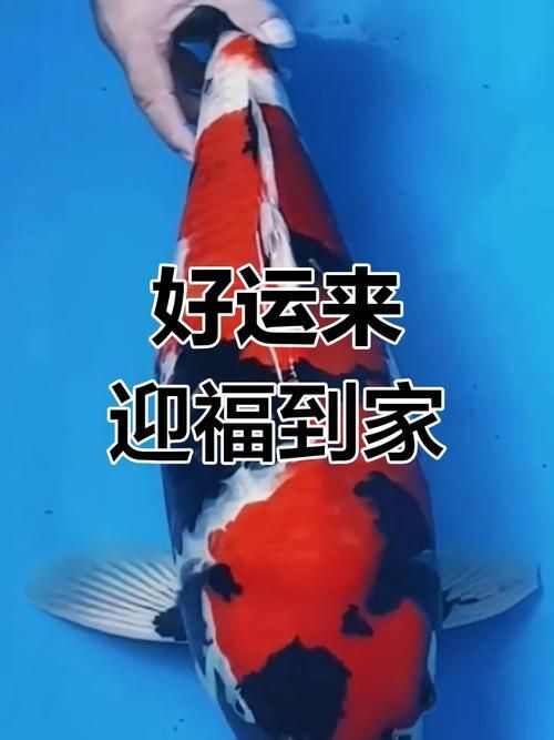 錦鯉哪個品種最好，紅白錦鯉哪個品種最好，紅白錦鯉哪個品種最有收藏價值