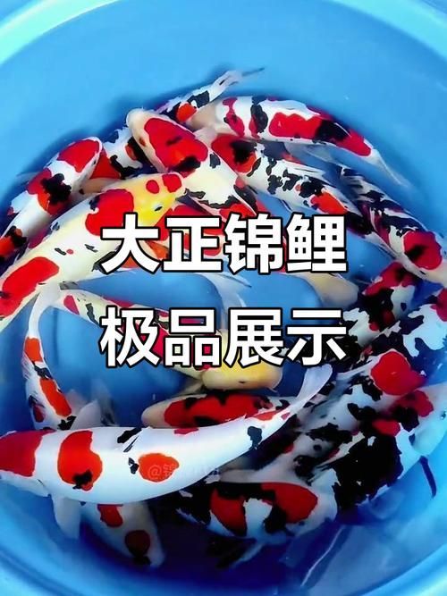 錦鯉哪個品種最好，紅白錦鯉哪個品種最好，紅白錦鯉哪個品種最有收藏價值