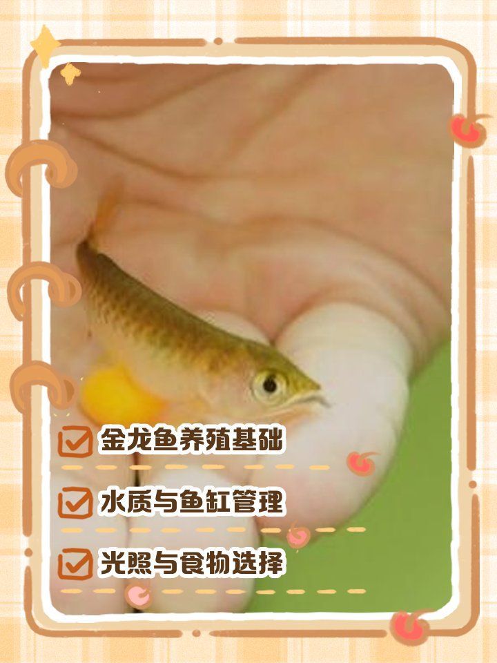 有哪些方法可以延長(zhǎng)金龍魚的壽命？