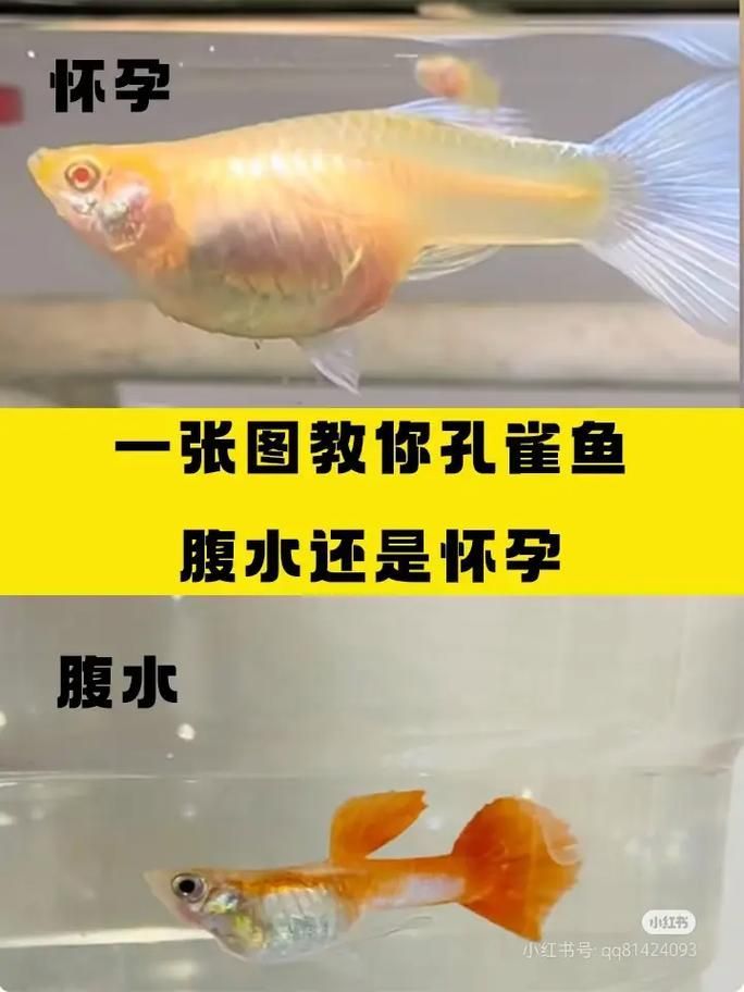 給我一些區分懷孕和腹水的圖片，如何區分懷孕和腹水