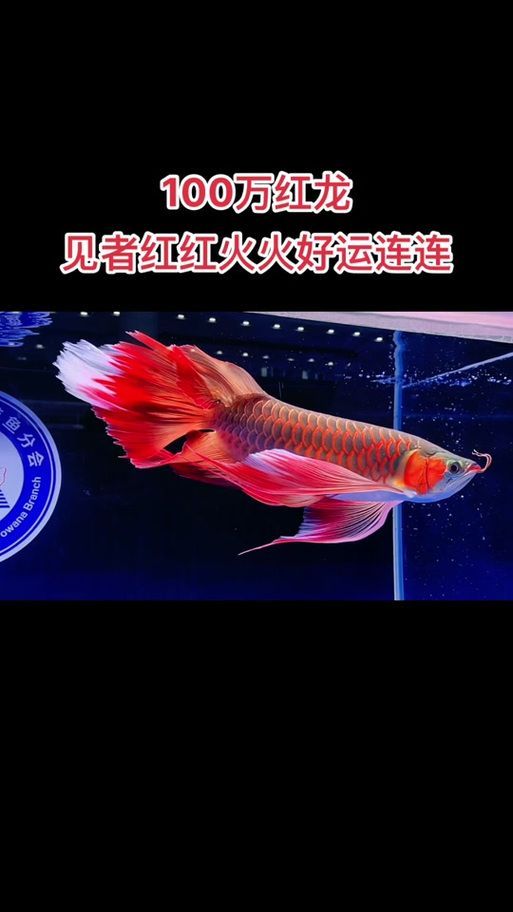 給我推薦幾款頂級鳳凰紅龍魚，全球最貴觀賞魚鳳凰紅龍魚