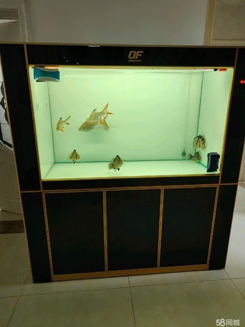 給我推薦幾款適合養龍魚的魚缸，養龍魚的魚缸選擇對于確保其健康成長至關重要