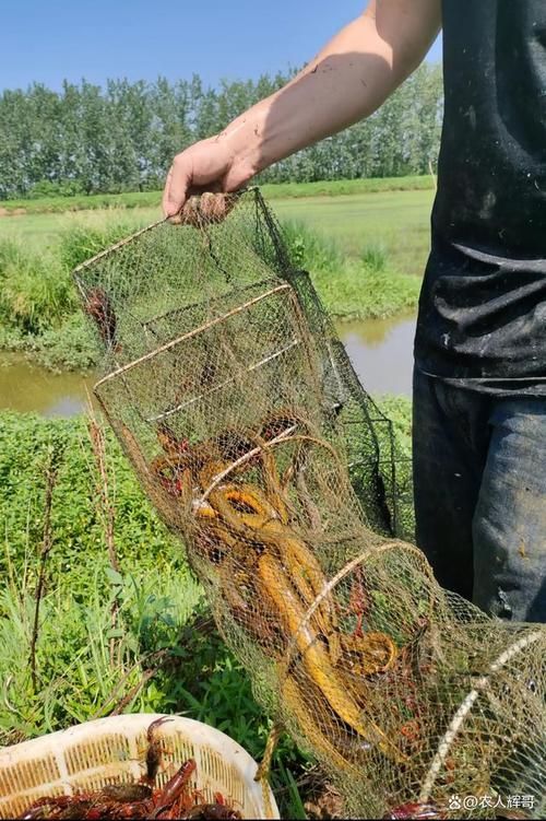 給我推薦幾款性價比高的魚籠，性價比最高的魚籠推薦