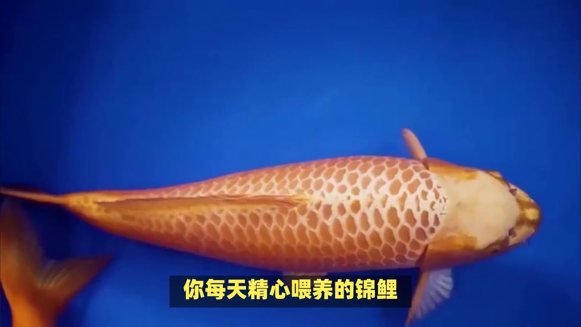 如何通過飼料增強觀賞魚色彩，如何通過飼料增強觀賞魚色彩,有哪些觀賞魚適合用飼料增色