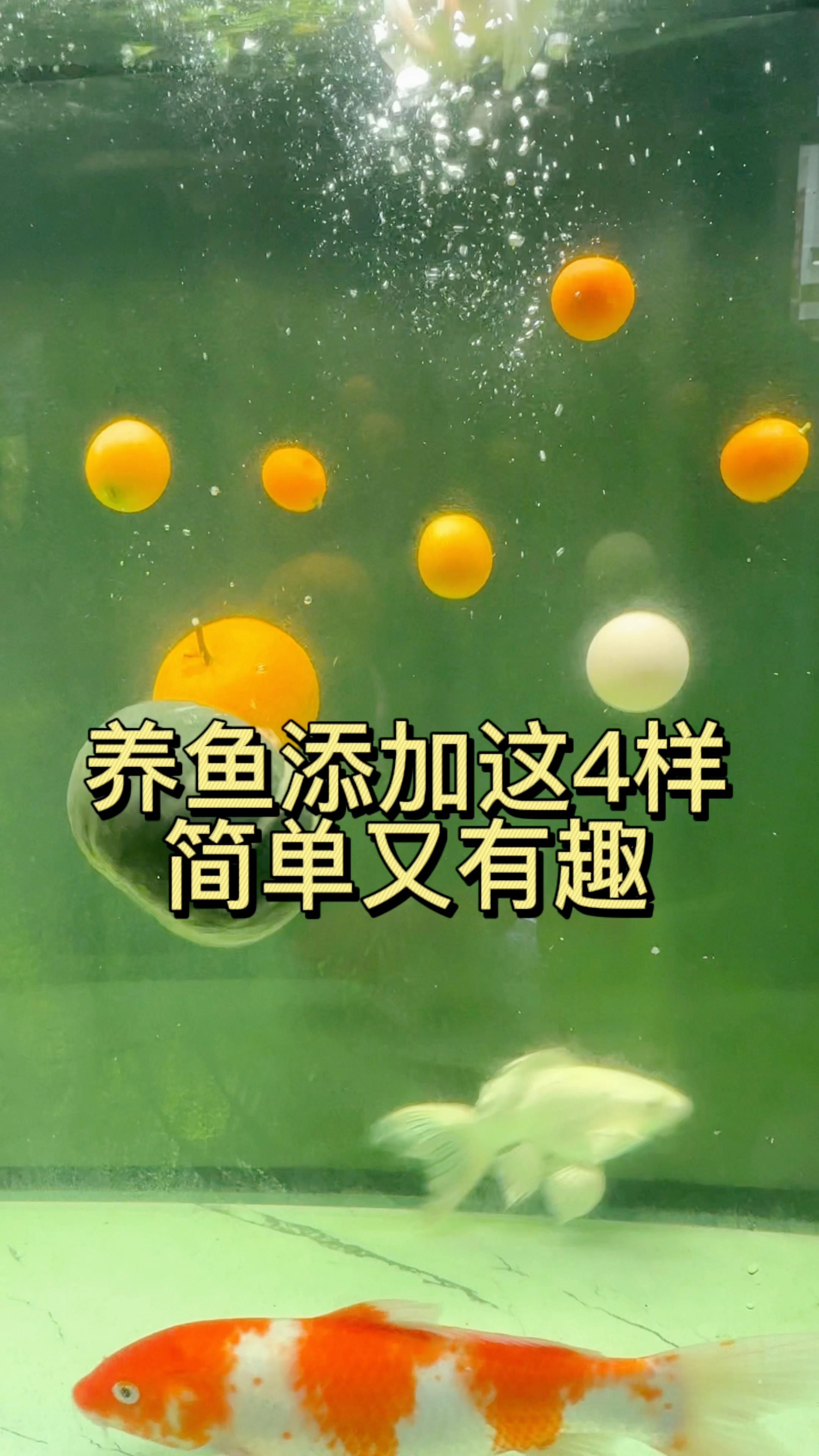 如何通過飼料增強觀賞魚色彩，如何通過飼料增強觀賞魚色彩,有哪些觀賞魚適合用飼料增色