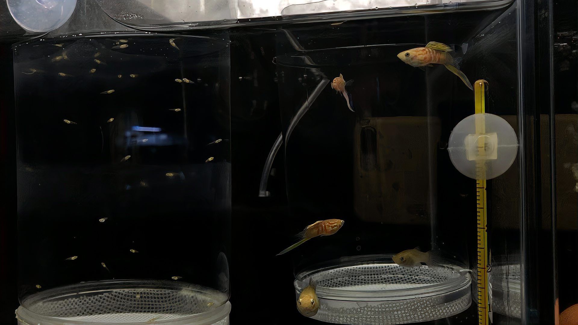 魚爛身爛尾能自愈嗎，金魚尾巴爛了能不能自愈，關(guān)鍵看“爛到什么程度”和“有沒有及時(shí)干預(yù)”