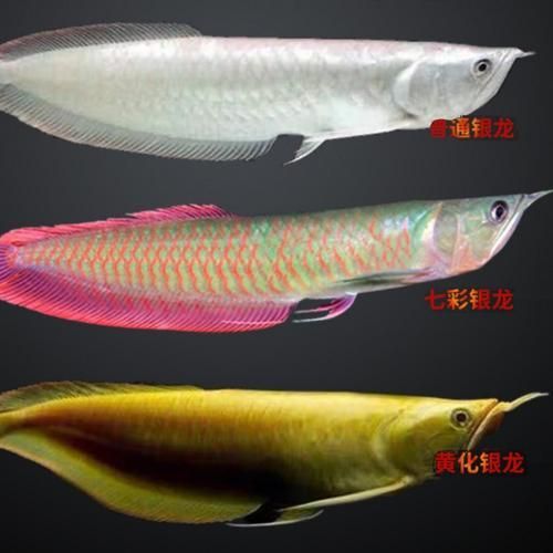 有哪些常見的七彩銀龍魚品系，七彩銀龍魚與七彩銀龍魚品系的區(qū)別
