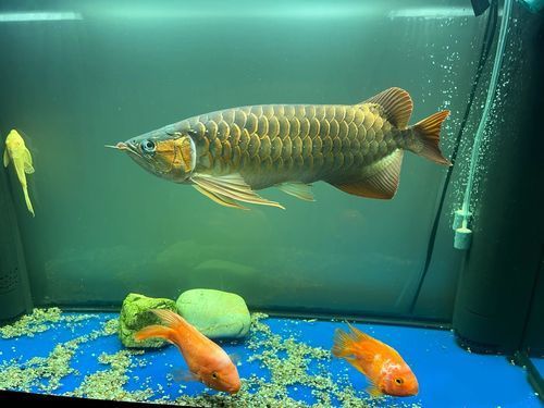 有哪些常見的七彩銀龍魚品系，七彩銀龍魚與七彩銀龍魚品系的區(qū)別