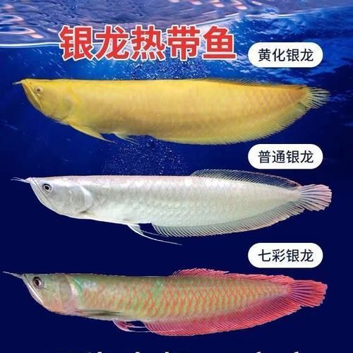 有哪些常見的七彩銀龍魚品系，七彩銀龍魚與七彩銀龍魚品系的區(qū)別