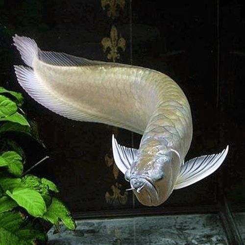 有哪些常見的七彩銀龍魚品系，七彩銀龍魚與七彩銀龍魚品系的區(qū)別
