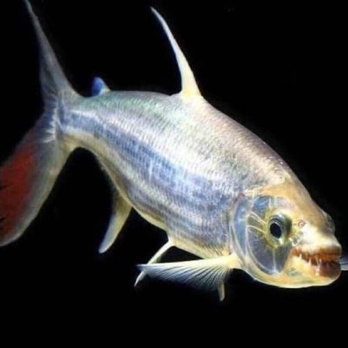 如何延長白金猛魚的壽命？，如何延長白金猛魚壽命