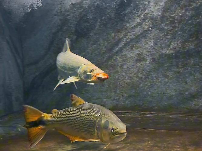 如何延長白金猛魚的壽命？，如何延長白金猛魚壽命