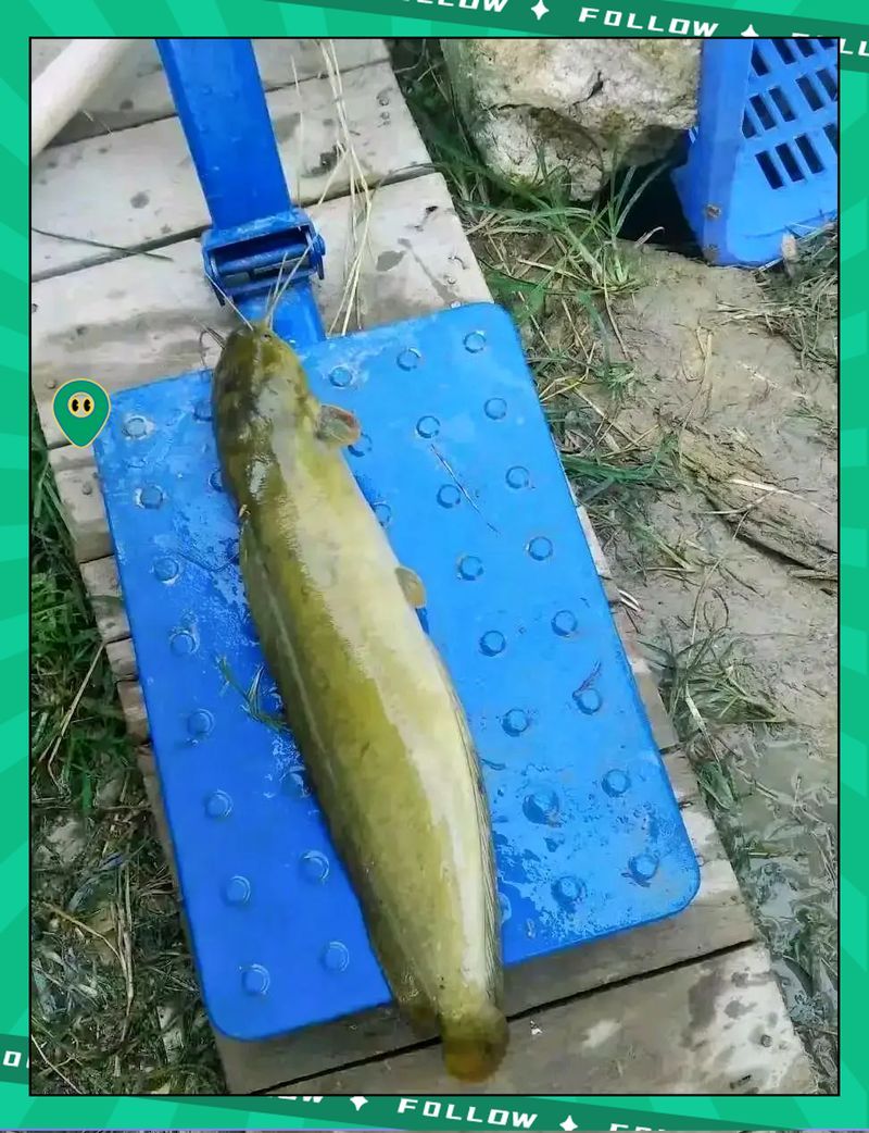 如何預(yù)防魚(yú)爛身的發(fā)生，如何預(yù)防魚(yú)爛身