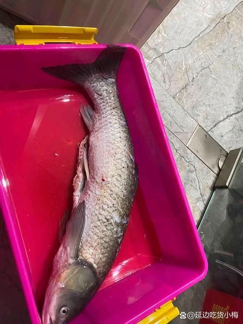大化龍魚的價格走勢如何？，大化龍魚價格走勢如何判斷大化龍魚的價格走勢如何