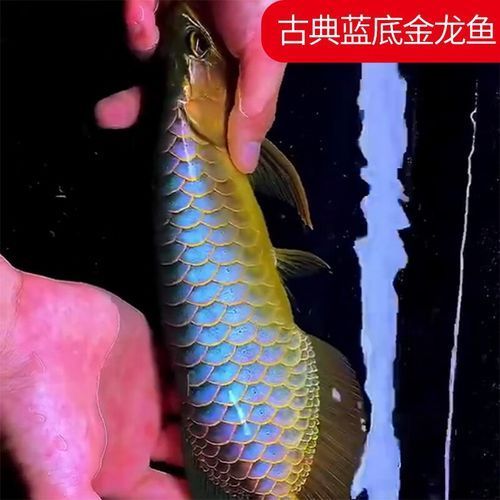 給我一些古典黑底和古典藍底金龍魚的圖片，古典藍底金龍魚，古典黑底金龍魚