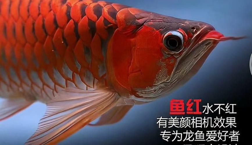 如何判斷祥龍魚場水族燈的真偽，判斷祥龍魚場水族燈的真偽的方法主要包括以下幾個方面