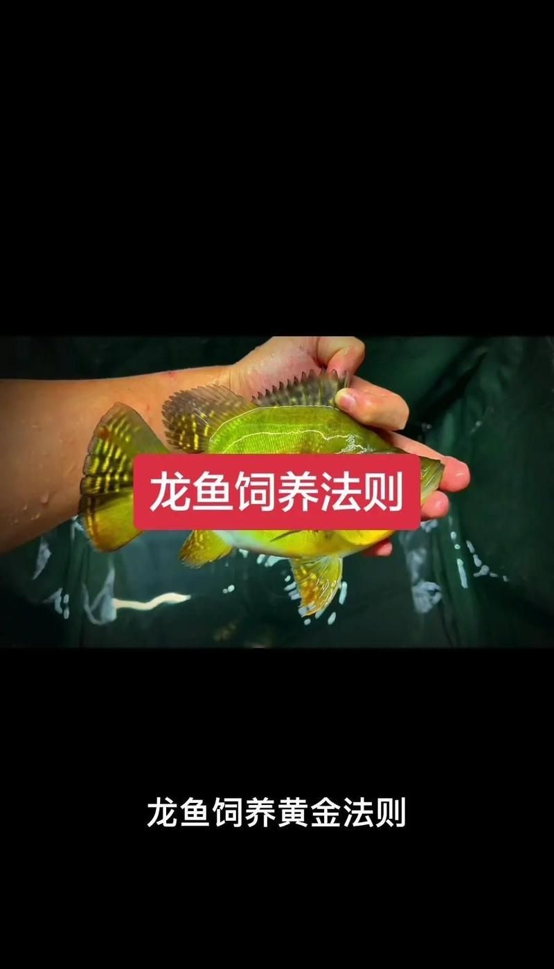 有哪些方法可以輔助龍魚內臟恢復，|科學喂養與水質管理全攻略|科學喂養與水質管理全攻略