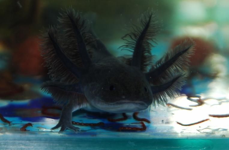如何正確飼養六腳恐龍魚？，墨西哥鈍口螈（ambystomamexicanum）“六腳恐龍魚”