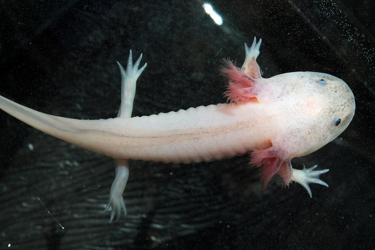 如何正確飼養六腳恐龍魚？，墨西哥鈍口螈（ambystomamexicanum）“六腳恐龍魚”