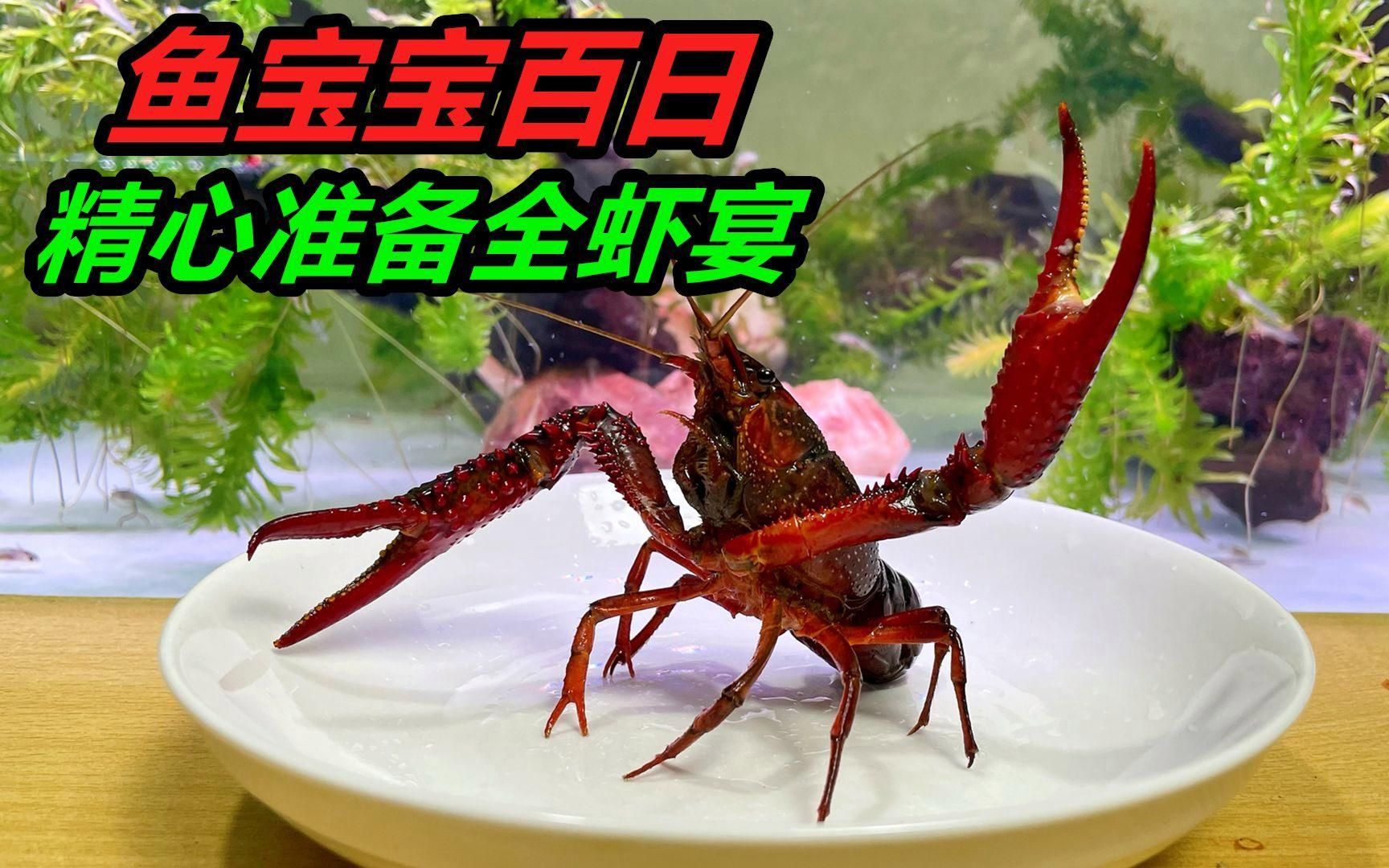 如何正確飼養六腳恐龍魚？，墨西哥鈍口螈（ambystomamexicanum）“六腳恐龍魚”