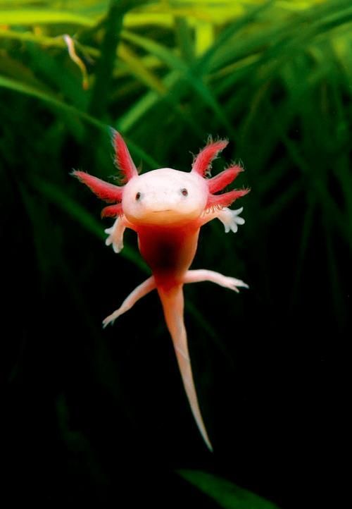 如何正確飼養六腳恐龍魚？，墨西哥鈍口螈（ambystomamexicanum）“六腳恐龍魚”