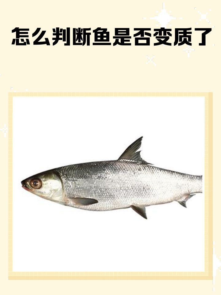 如何判斷食用魚是否變質，判斷魚是否變質魚是否變質魚是否變質