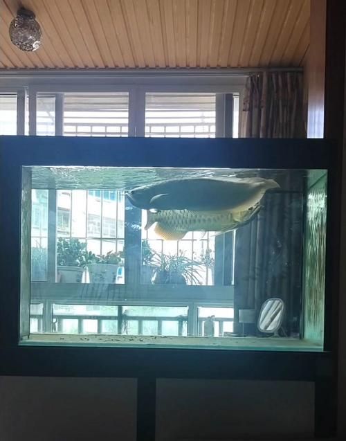 給我一些龍魚之巔吧的熱門帖子，龍魚之巔吧有哪些熱門話題？