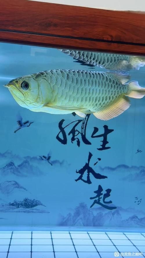 給我一些龍魚之巔吧的熱門帖子，龍魚之巔吧有哪些熱門話題？