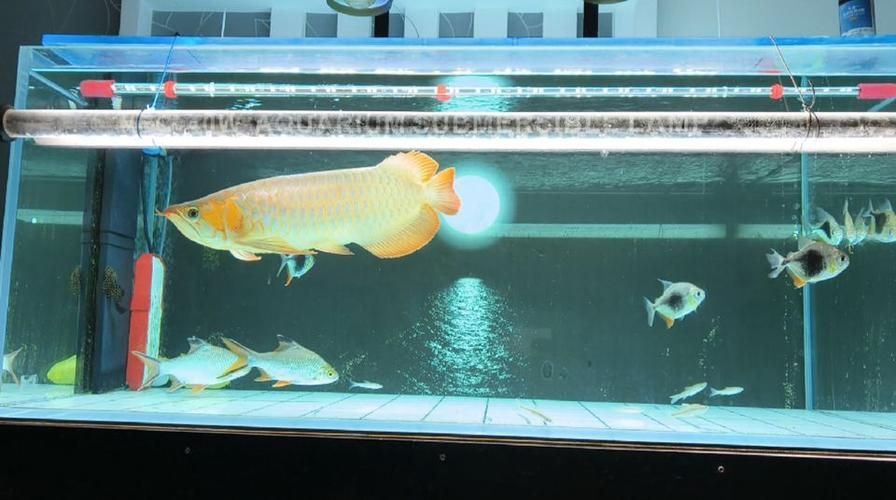 給我一些龍魚之巔吧的熱門帖子，龍魚之巔吧有哪些熱門話題？