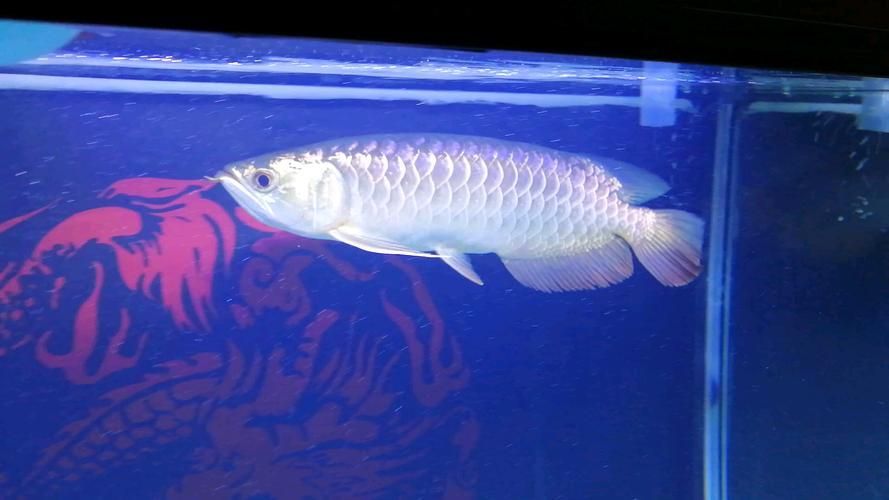 給我一些龍魚之巔吧的熱門帖子，龍魚之巔吧有哪些熱門話題？