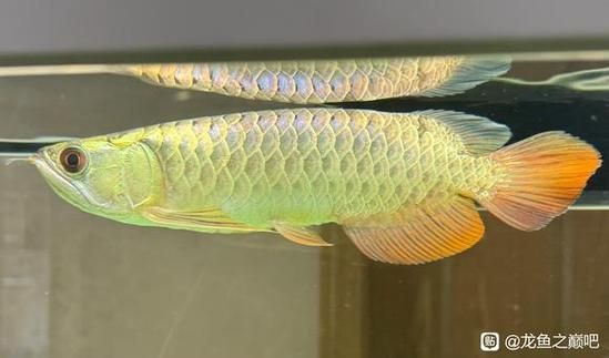 給我一些龍魚之巔吧的熱門帖子，龍魚之巔吧有哪些熱門話題？