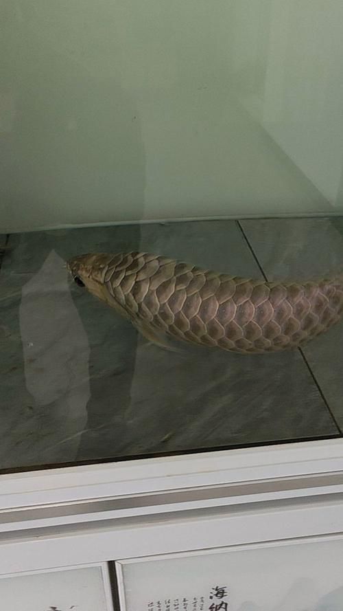 給我一些龍魚之巔吧的熱門帖子，龍魚之巔吧有哪些熱門話題？
