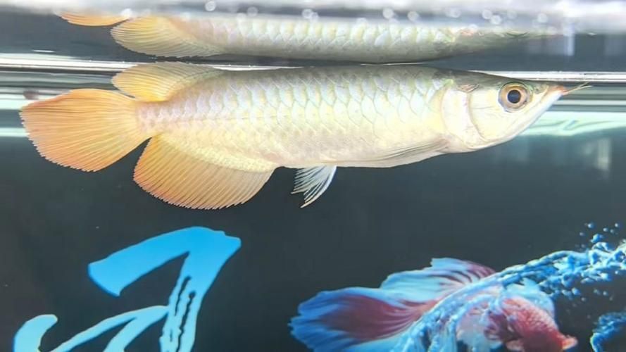 給我一些龍魚之巔吧的熱門帖子，龍魚之巔吧有哪些熱門話題？