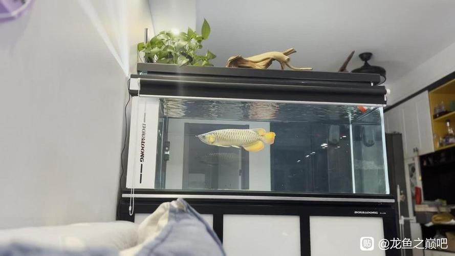 給我一些龍魚之巔吧的熱門帖子，龍魚之巔吧有哪些熱門話題？