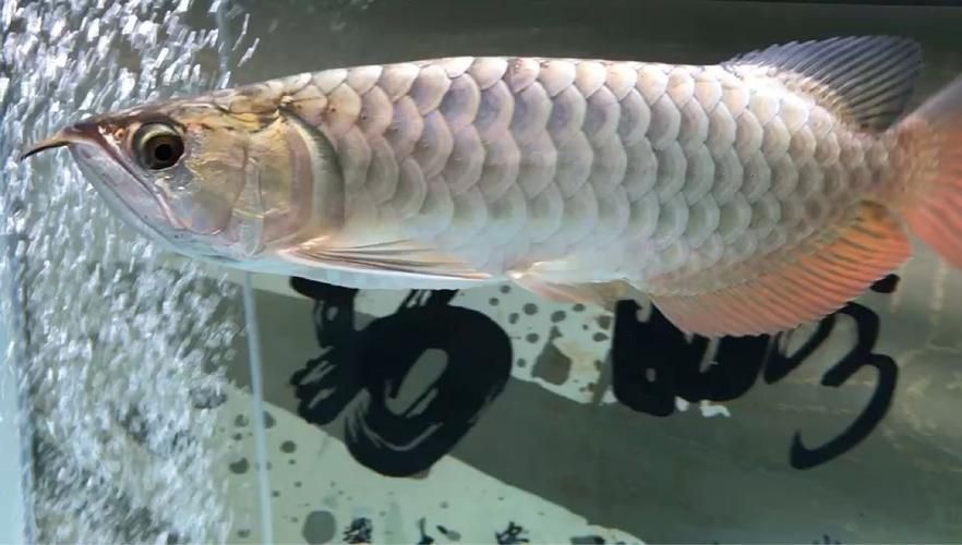給我一些龍魚之巔吧的熱門帖子，龍魚之巔吧有哪些熱門話題？