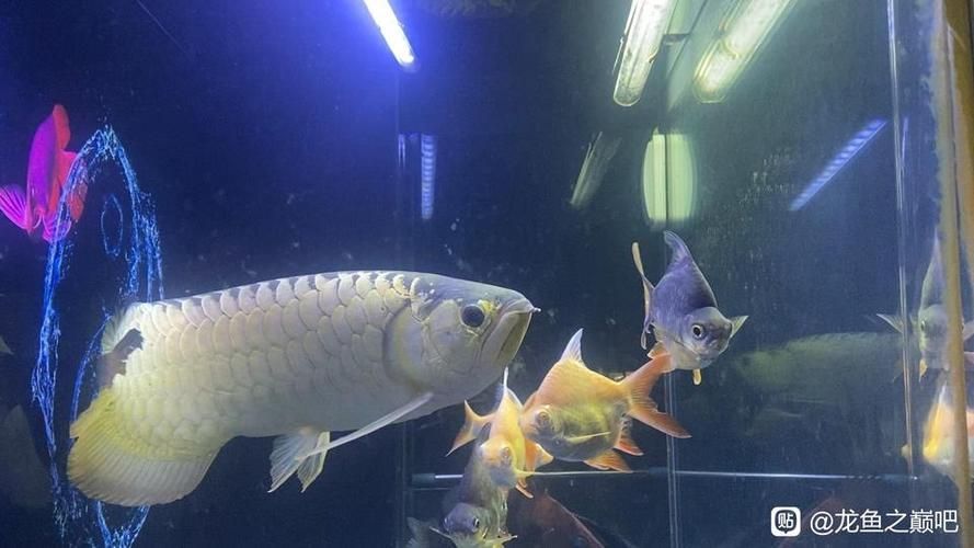 給我一些龍魚之巔吧的熱門帖子，龍魚之巔吧有哪些熱門話題？