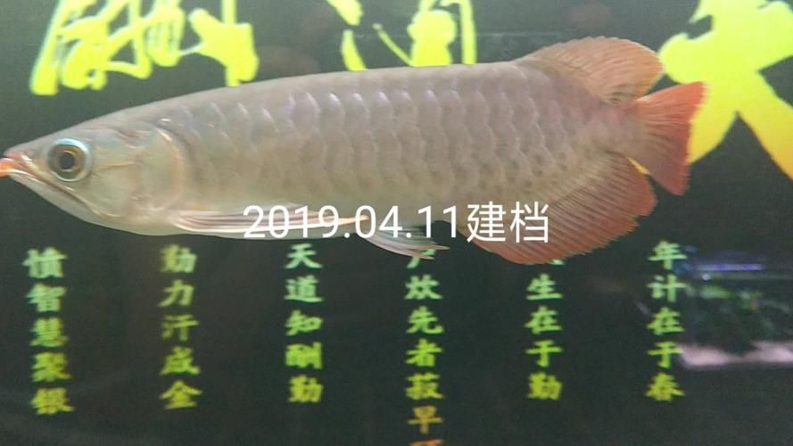 給我一些龍魚之巔吧的熱門帖子，龍魚之巔吧有哪些熱門話題？