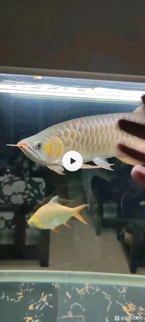 給我一些龍魚之巔吧的熱門帖子，龍魚之巔吧有哪些熱門話題？