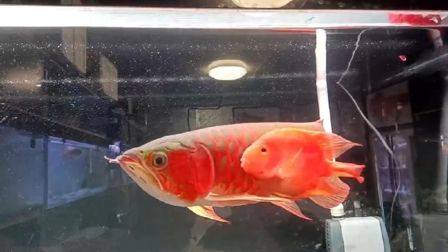 給我一些龍魚之巔吧的熱門帖子，龍魚之巔吧有哪些熱門話題？