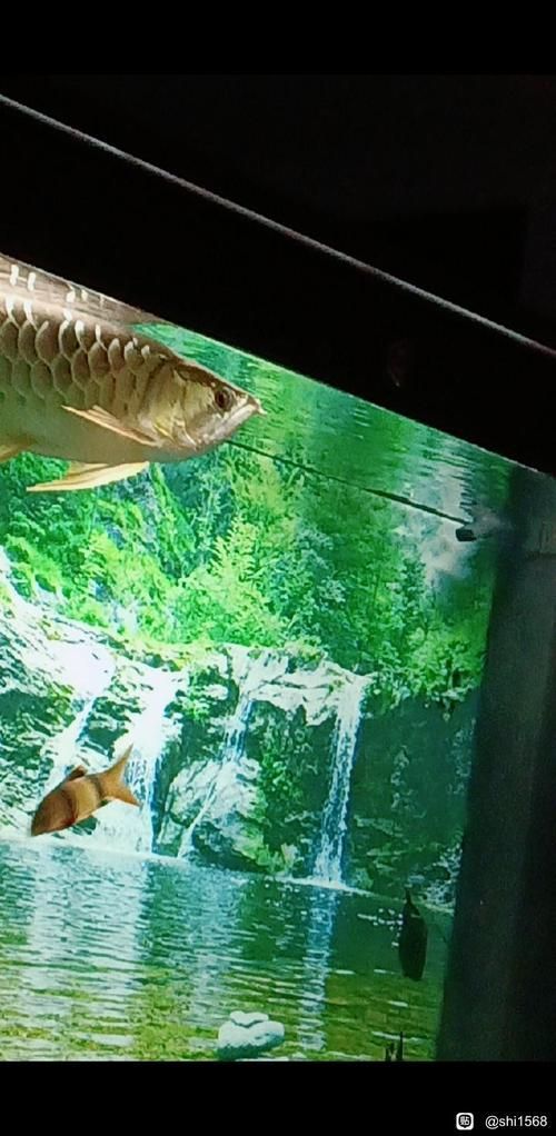 給我一些龍魚之巔吧的熱門帖子，龍魚之巔吧有哪些熱門話題？