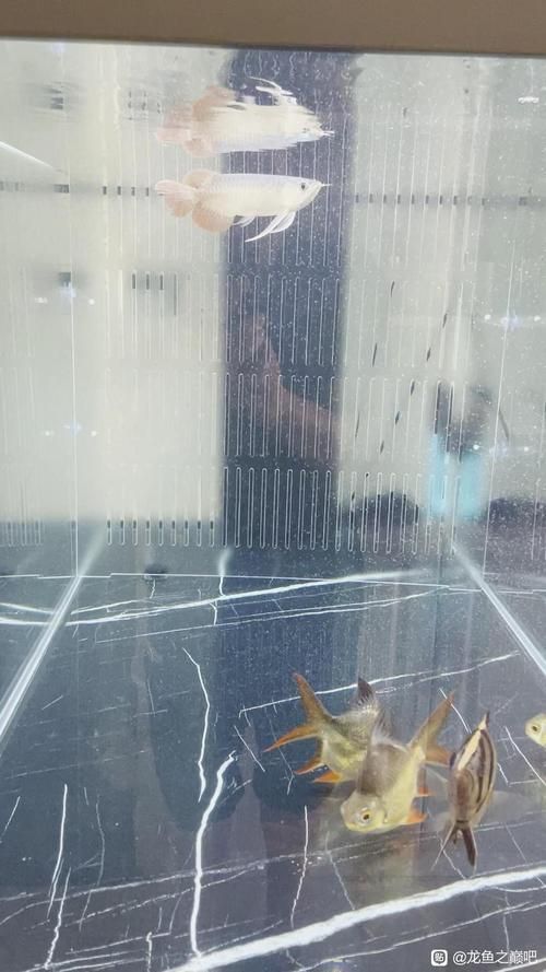 給我一些龍魚之巔吧的熱門帖子，龍魚之巔吧有哪些熱門話題？