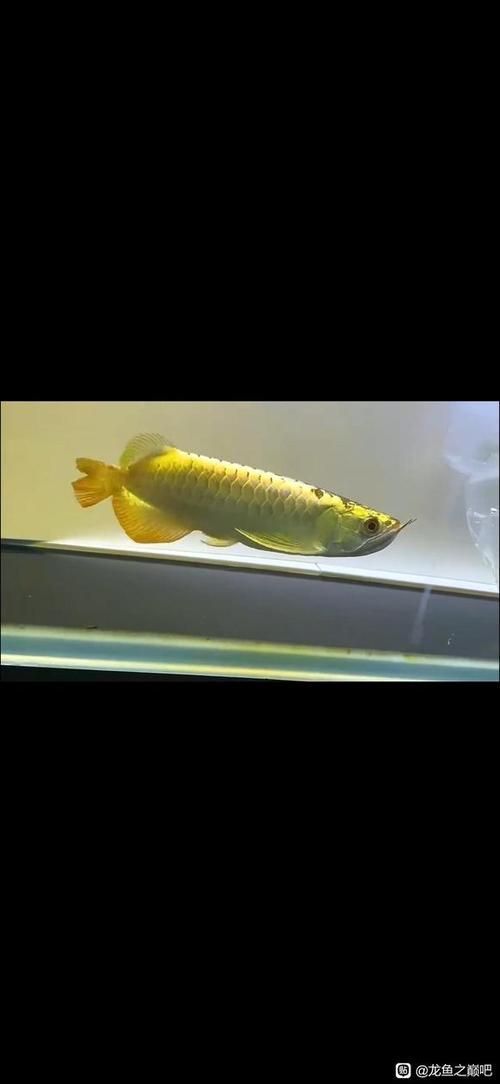 給我一些龍魚之巔吧的熱門帖子，龍魚之巔吧有哪些熱門話題？